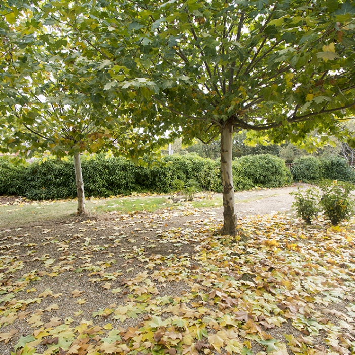 Jardines y zonas verdes