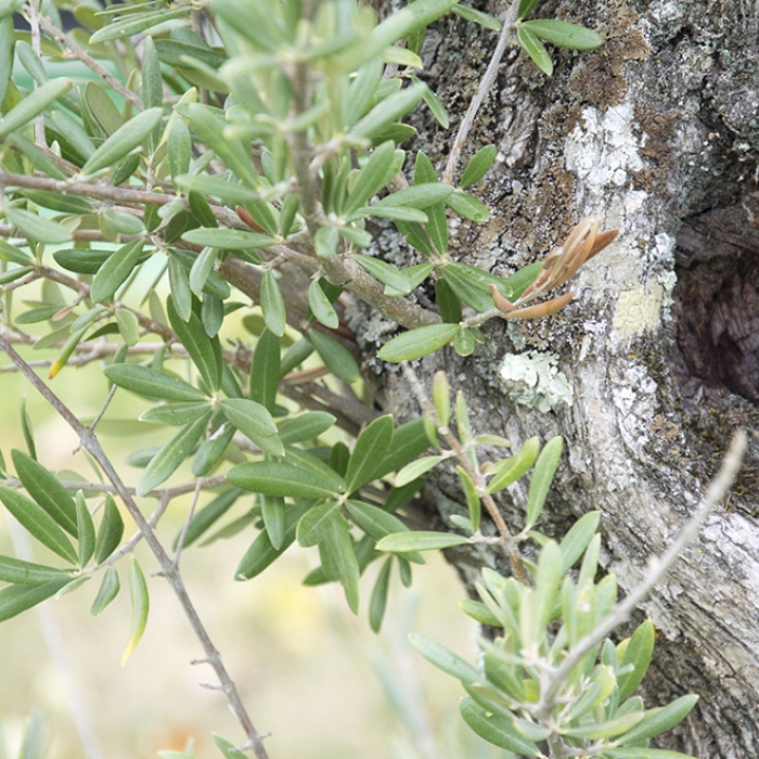 Jardines y zonas verdes