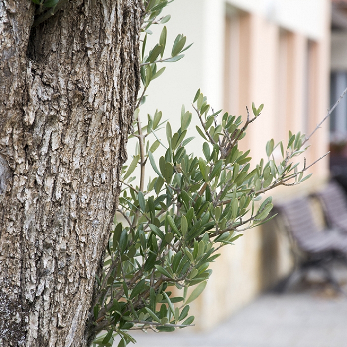 Jardines y zonas verdes